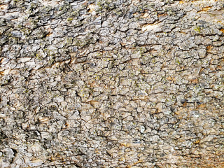 Huge  bark as background.