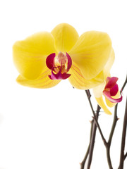 Obraz na płótnie Canvas Beautiful yellow and purple Phalaenopsis orchid flowers with natural white light on background