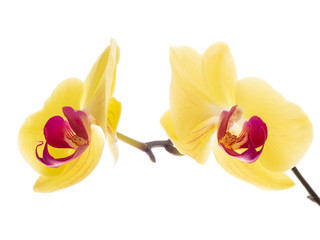 Beautiful yellow and purple Phalaenopsis orchid flowers with natural white light on background