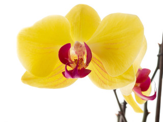 Beautiful yellow and purple Phalaenopsis orchid flowers with natural white light on background