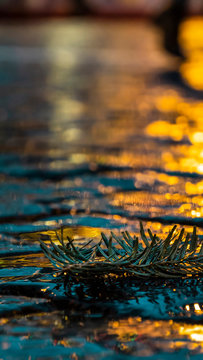 Tree branch on wet paving stones with BOKEH.Against the background of bright lights (garlands) of the fair, the walls of the Kremlin and people. 