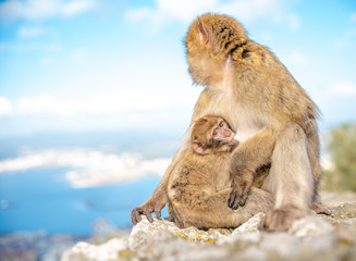 Obraz premium young monkey sucks milk from mum
