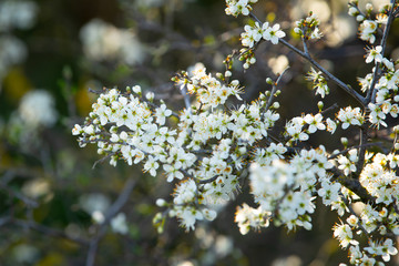 fiori di primavera