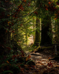 Cowichan River Trails