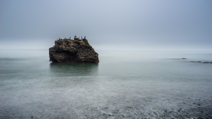 Cormorants of Sombrio Beach  