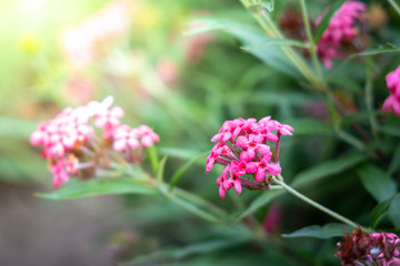 The background image of the colorful flowers