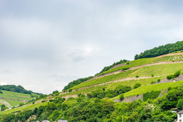 Fototapeta na wymiar Germany, Rhine Romantic Cruise, a close up of a lush green hillside