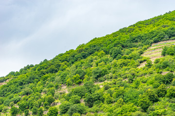 Germany, Rhine Romantic Cruise, a close up of a lush green hillside