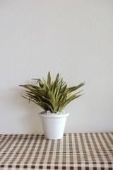 green plant in a pot decoretion on table with copy spae background