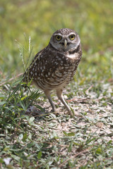 Direct gaze of Florida burrowing owl in grasses near underground home in Cape Coral.