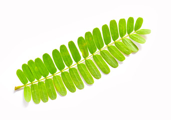 green fern leaf isolated on white background