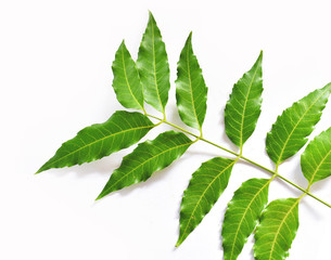 green leaf isolated on white background