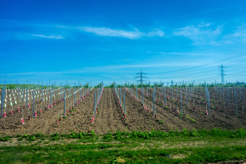 Germany, Hiking Frankfurt Outskirts, a group of people in a field