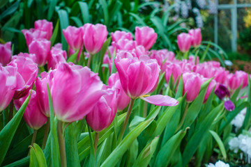 Tulip flowers in summer at garden