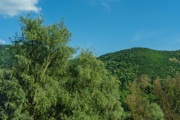 Germany, Hiking Frankfurt Outskirts, a tree in a forest