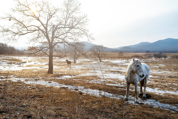 Beautiful gray horse stands in the field