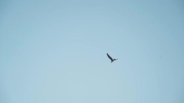 Bottom view of flying seagull on blue clear sky background. Action. Single bird soaring in the sky, concept of freedom.