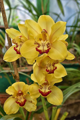 Yellow Cymbidium Orchids (boat orchid) flowers blooming in the greenhouse. Macro. Orchid pattern....