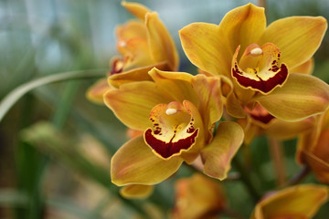 Yellow Cymbidium Orchids (boat orchid) flowers blooming in the greenhouse. Macro. Orchid pattern....