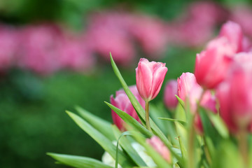 Beautiful tulip flowers with blured background in the garden. Pink tulip flowers.