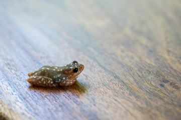 Living little frog on a wooden table background in a tropical garden, close up, Tanzania, Africa, copy space