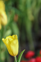 Beautiful tulip flowers with blured background in the garden. Yellow tulip flowers. Selective focus.