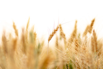 Fototapeta premium Wheat crop field. Ears of golden wheat close up. Ripening ears of wheat field background. Rich harvest Concept.