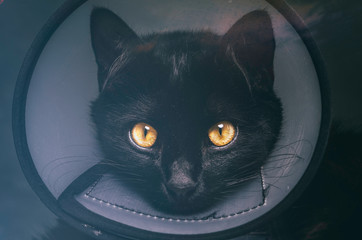 Mia the Panther