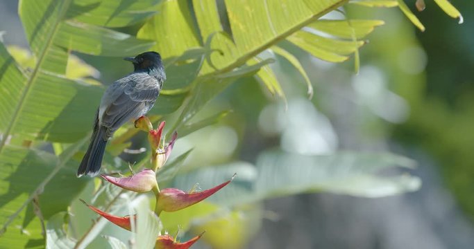 A red vented bulbul bird comes into focus, perched delicately on a vibrant, red and yellow heliconia flower. The bird and blossom blow gently in the wind, against a background of lush green jungle.