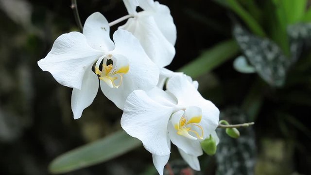 Orchid in Sepilok rain forest, Borneo, Malaysia