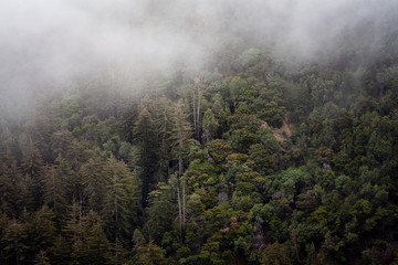 Coastal Fog in the Mountains
