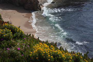 Obraz premium Coastal Cliff Flowers at Shoreline with Waves