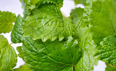 mint leaf in the bowl on white background
