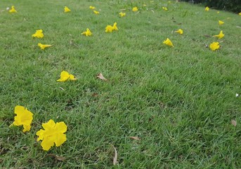 dandelions in green grass
