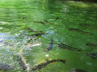 fish in municipal bathing Bonito MS Brazil 
