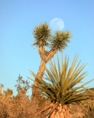 Catching the moon with a Joshua tree - 329466007