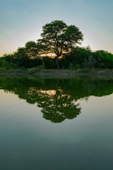 Fototapeta na wymiar Árbol de Algarrobo reflejado en laguna verde