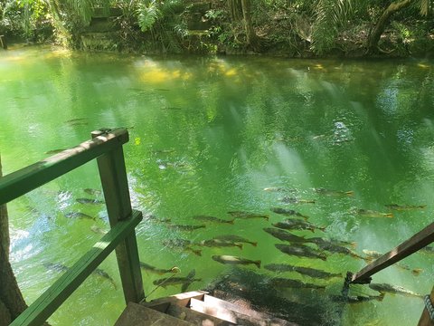 Lake in forest with fish - Bonito MS Brazil