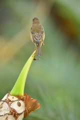 The outdoor fringillidae birds in the park