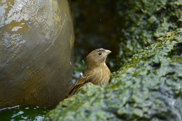 The outdoor fringillidae birds in the park
