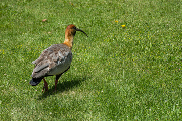 Close-up view of a buff-necked ibis on a green grass
