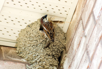 Sparrow