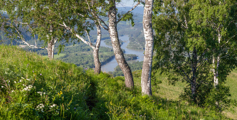 Birch trees over the river. Sunny summer day, countryside.