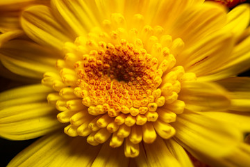 close-up da flor margarida