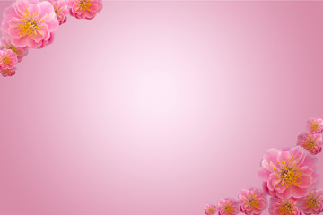 Fototapeta na wymiar Cherry blossom in spring, with pink background