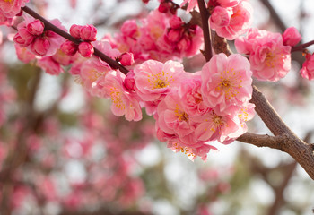Cherry blossom in spring, with blur background