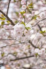 Fototapeta premium Cherry Blossom in Tokyo Japan