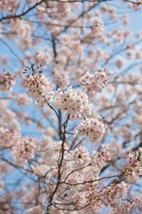 Cherry Blossom in Tokyo Japan