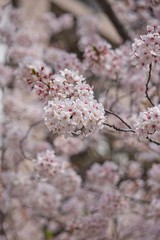 Cherry Blossom in Tokyo Japan
