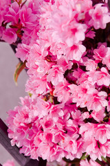 ピンク色のつつじ	